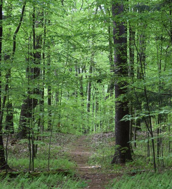 trail in woods