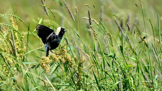 Bobolink, a grassland song bird, takes flight in a field.