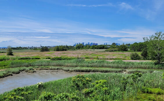A view across Belle Isle Marsh to a distant Boston city skyline