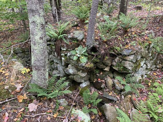 tree base