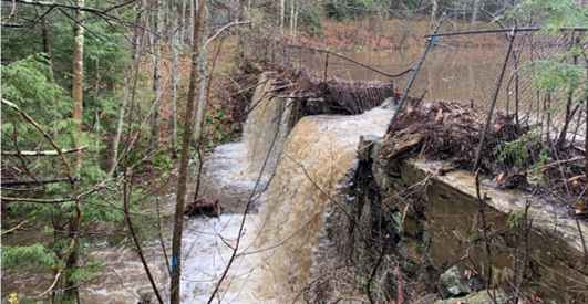 Belchertown Scarborough Brook Dam for Removal
