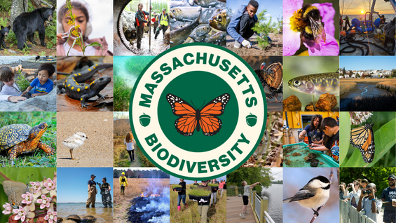 Collage of wildlife images and the Massachusetts Biodiversity logo, which is a monarch butterfly.