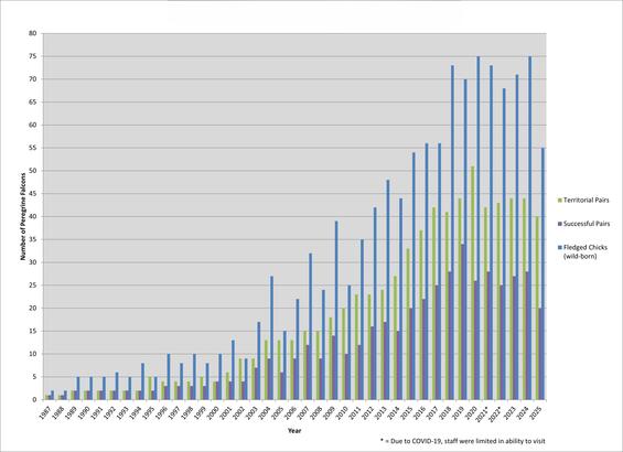 Graph of Peregrine Falcon pairs and fledglings in Massachusetts 1987-2025