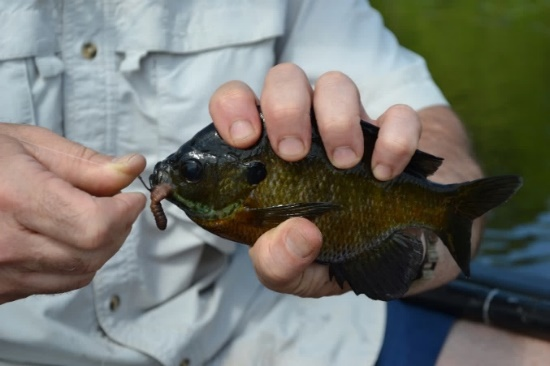 person holding a sunfish while retrieving a hook