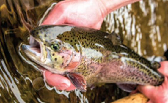 person holding a trout