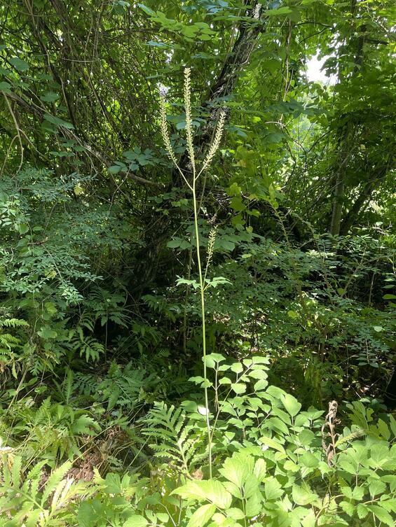 Black cohosh in its habitat.