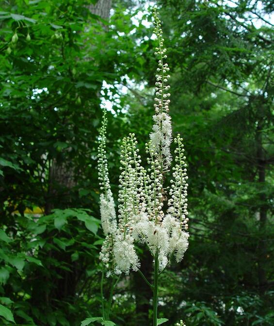 Black cohosh (Actaea racemosa) in flower.