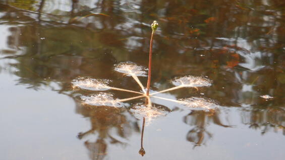 Swollen bladderwort in flower
