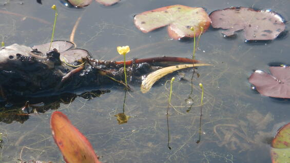 Creeping bladderwort, Utricularia gibba, a bladderwort native to Massachusetts, with yellow flower floating in water..