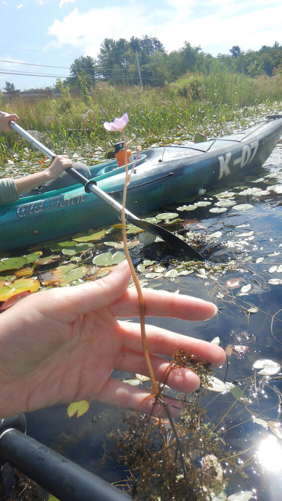 Purple bladderwort, Utricularia purpurea, a bladderwort native to Massachusetts, held in a hand.