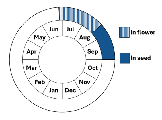 Graphic representation of life cycle, also described in text. 