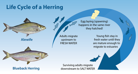 River herring life cycle figure.