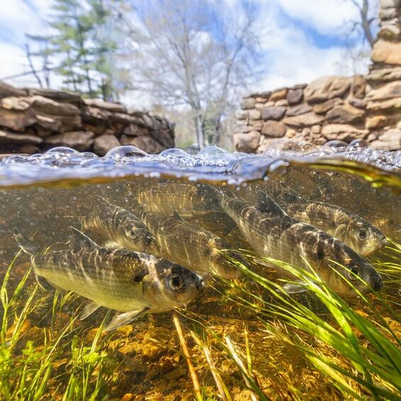 River herring in a shallow river.