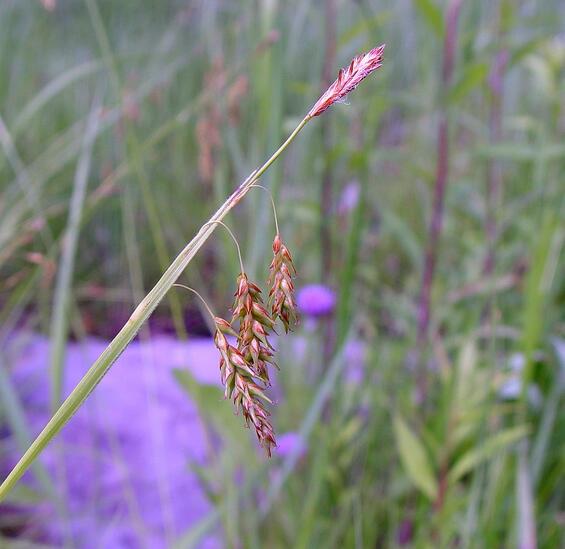 Chestnut-colored sedge flowering spikes. 