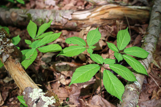 Panax quinquefolius leaves