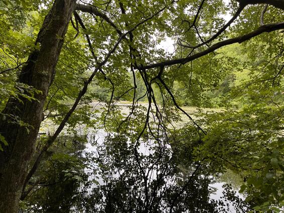 Tree and water at horseshoe pond, which was acquired as part of this project for conservation and recreation purposes. 