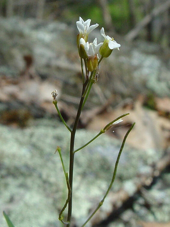 Lyre-leaved rock-cress (Arabidopsis lyrata) in flower.