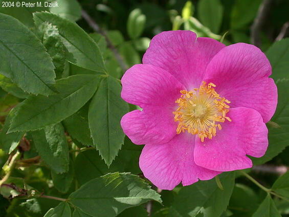 Rosa acicularis sayi Flower