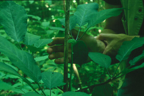 flower buds