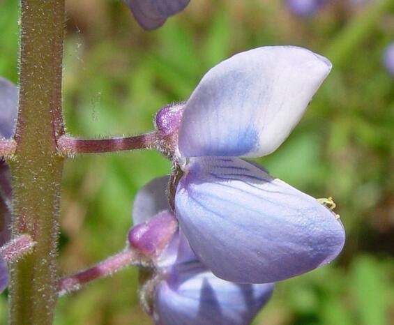 Wild lupine flower