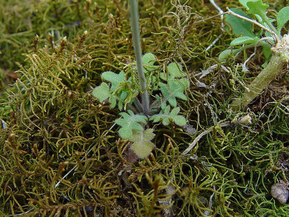 Basal rosettes of leaves