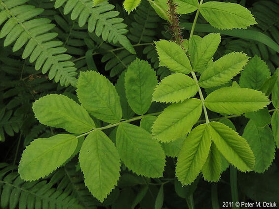 Rosa acicularis leaves