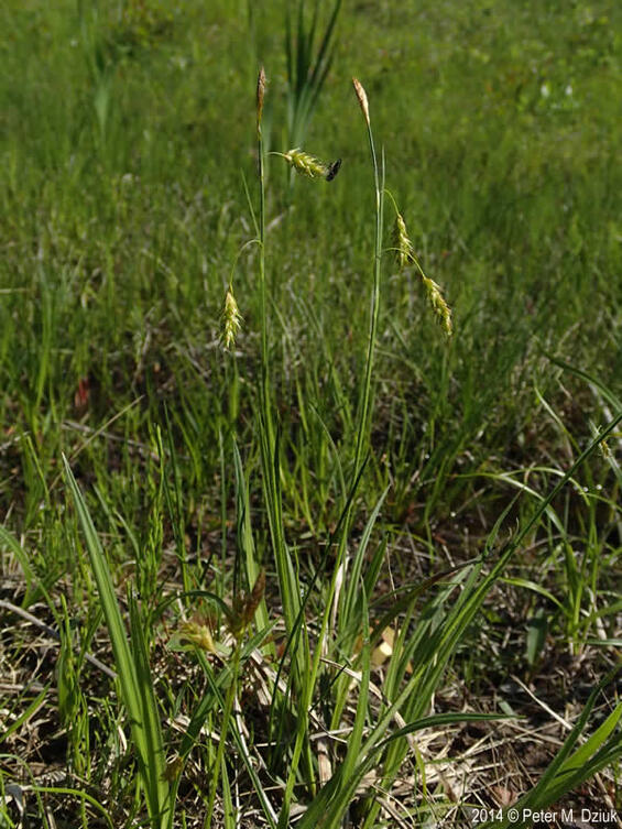 carex castenea whole plant