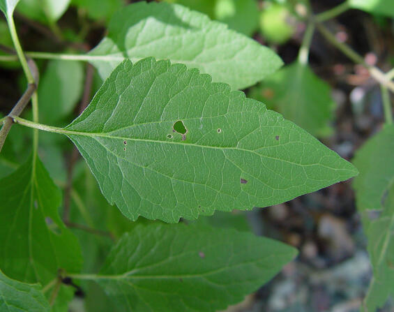 Lesser snakeroot