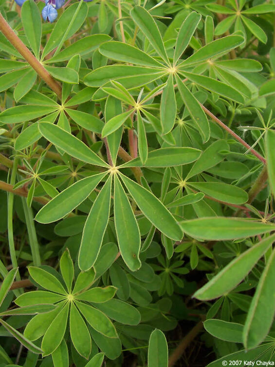 wild lupine