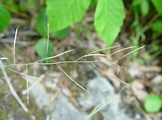 Lyre-leaved rock-cress fruits