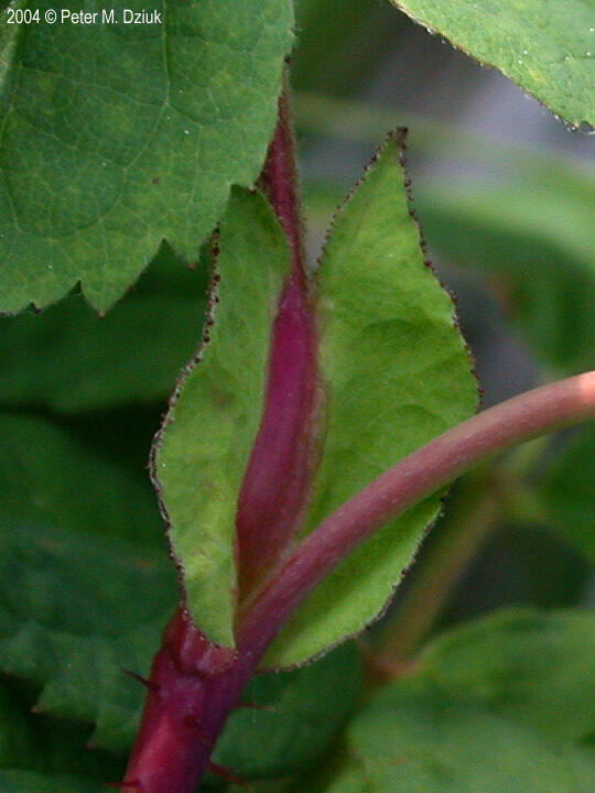 Close-up of stipules on leaf stem