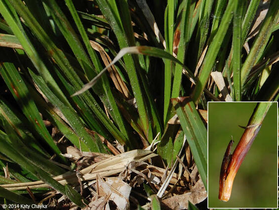 basal sheaths