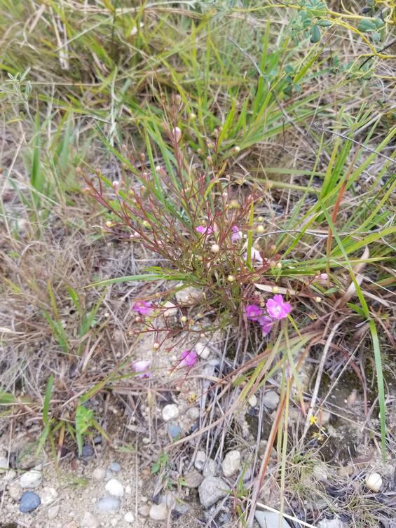 example of a whole sandplain gerardia plant