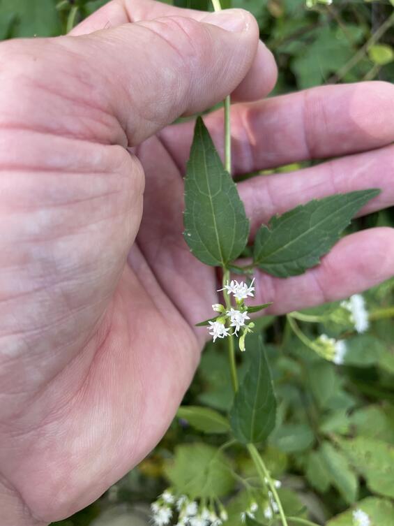 Lesser snakeroot leaves and flower
