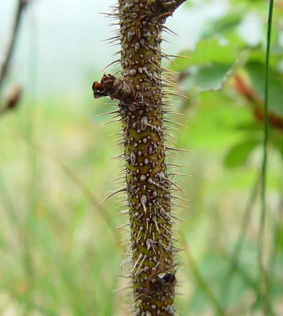 Prickly stems, Arthur Haines, Native Plant Trust