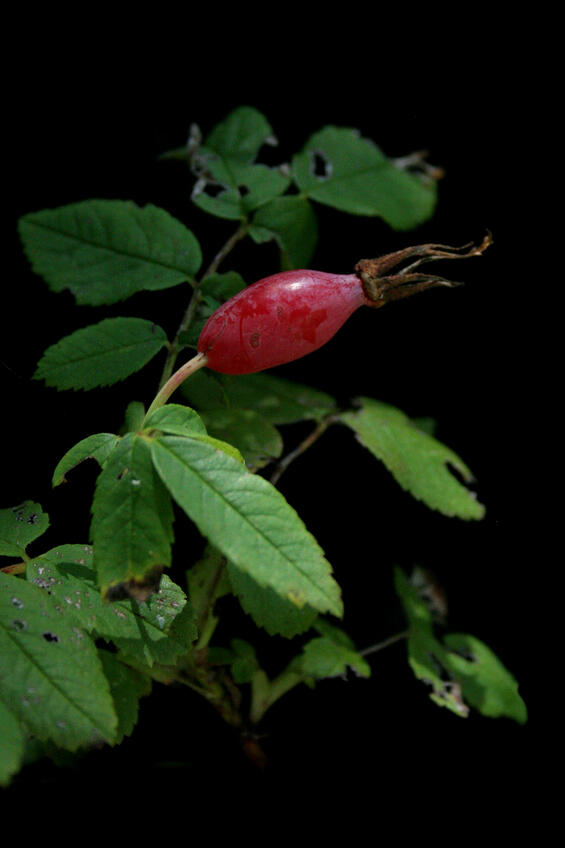 Elongate fruit, Chris Buelow