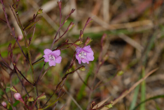 Sandplain gerardia