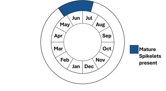Graphic representation of life cycle, also described in text. 