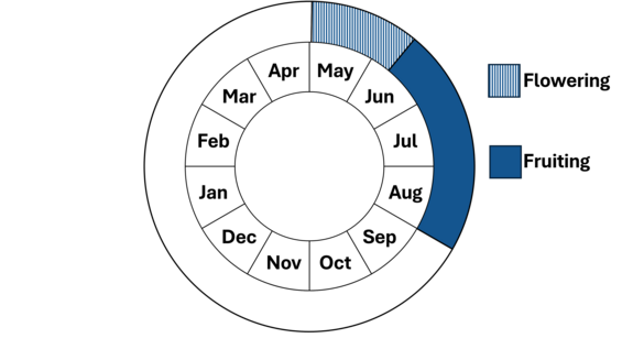 Graphic representation of life cycle, also described in text.