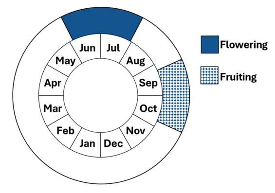 Graphic representation of life cycle, also described in text. 
