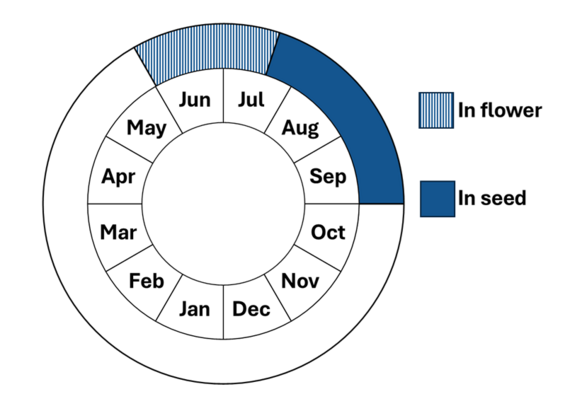 Graphic representation of life cycle, also described in text. 