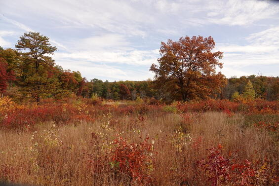 muddy brook wma