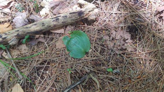 Platanthera macrophylla young plant with only 1 leaf.