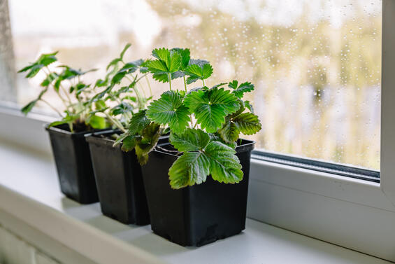 Seedlings growing on windowsill