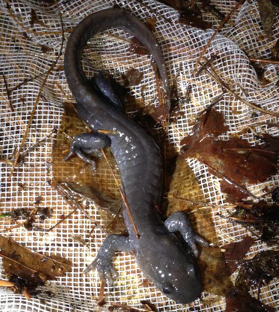 A male Jefferson salamander 
