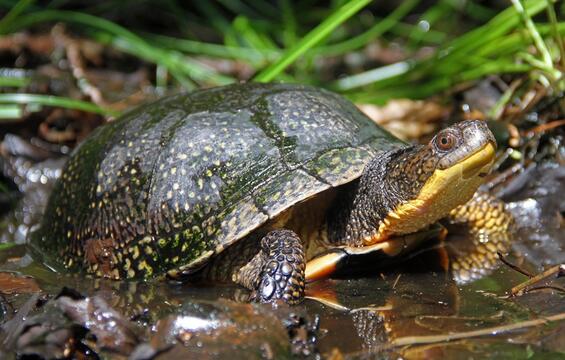 blandings turtle