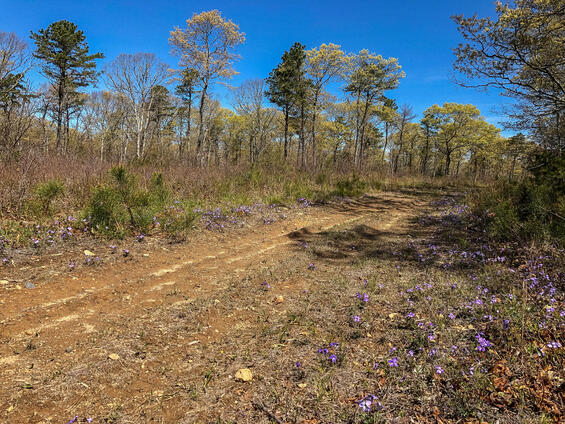 Habitat photo