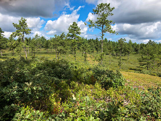 Sandplain pitch pine-scrub oak barrens habitat with sparse trees and abundant lowbush blueberries