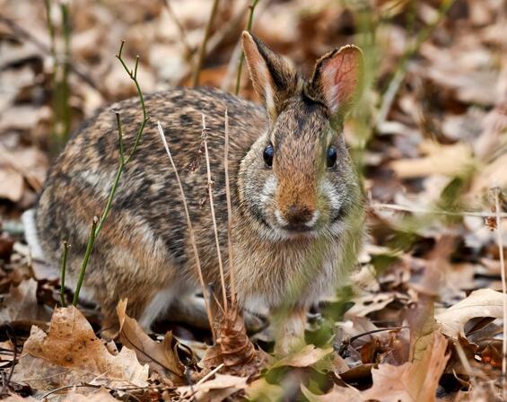 new england cottontail