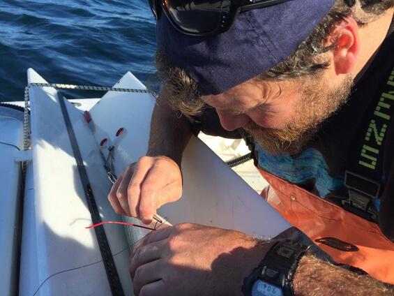 A researcher suturing a striped bass.